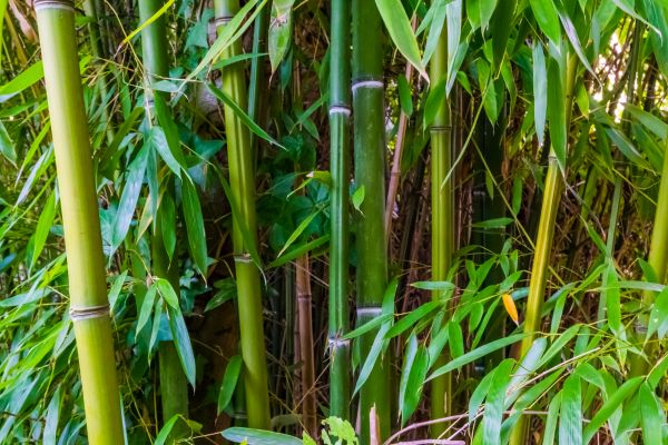 Cost of Bamboo Trimming in Oviedo