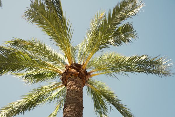 Palm Tree Pruning in Oviedo