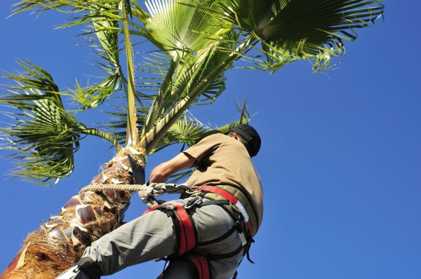 Palm Tree Trimming in Oviedo