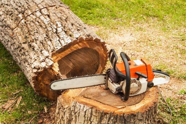 Tree Cutting Service in Oviedo