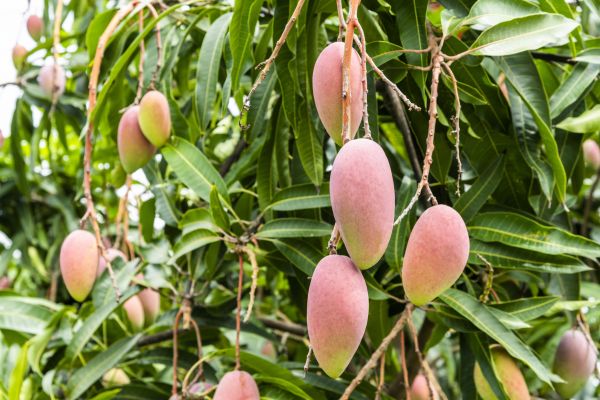 Cost of Mango Tree Trimming in Oviedo