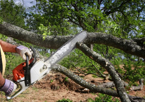 Cost of Tree Branch Cutting in Oviedo