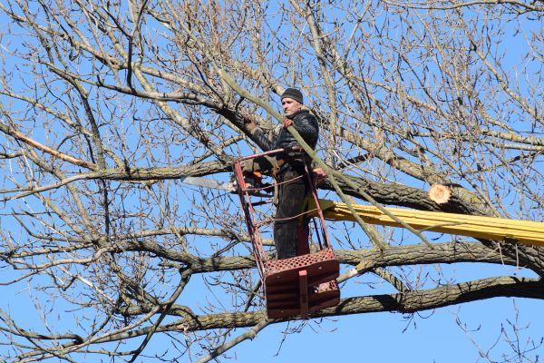 Cost of Emergency Tree Trimming in Oviedo