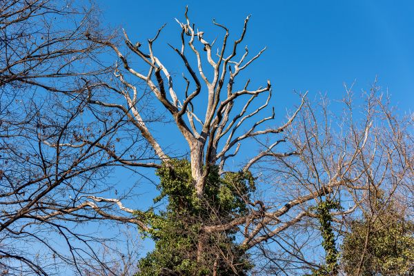 Cost of Deadwood Removal in Oviedo