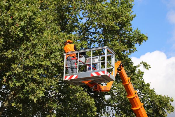 Commercial Tree Service in Oviedo