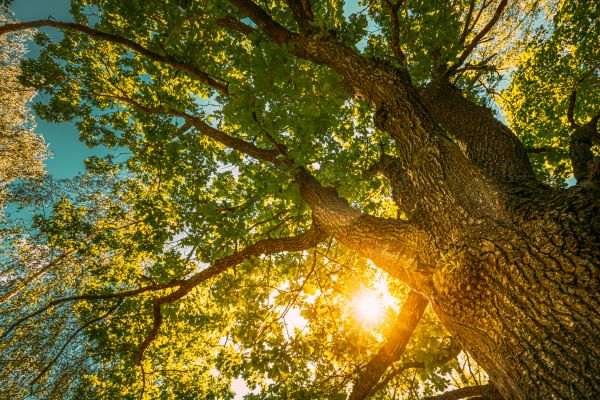 Cost of Oak Tree Pruning in Oviedo