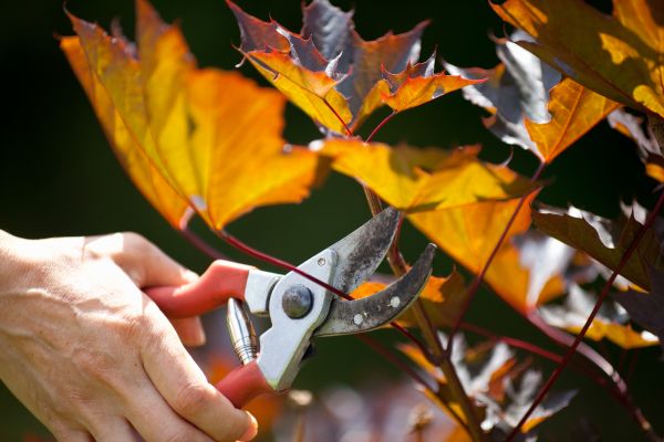 Cost of Maple Tree Pruning in Oviedo