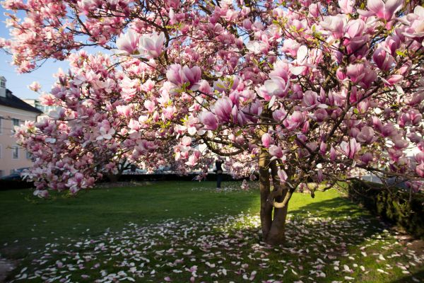 Cost of Magnolia Tree Pruning in Oviedo