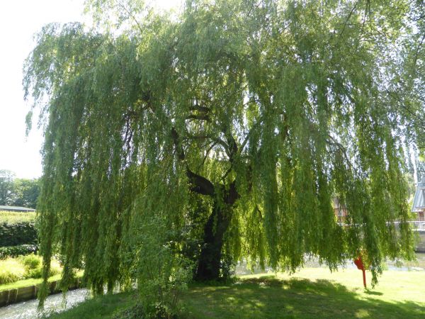 Cost of Willow Tree Trimming in Oviedo