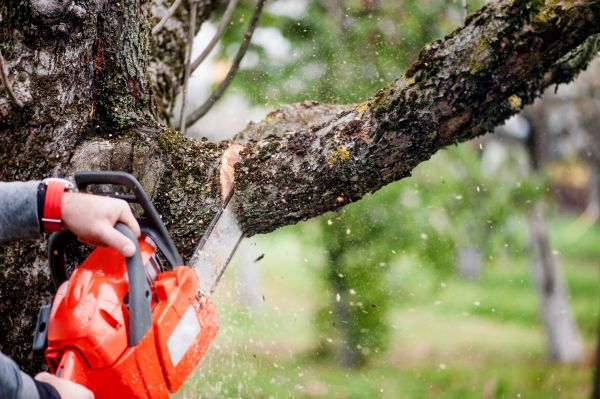 Cost of Tree Limbs Removal in Oviedo