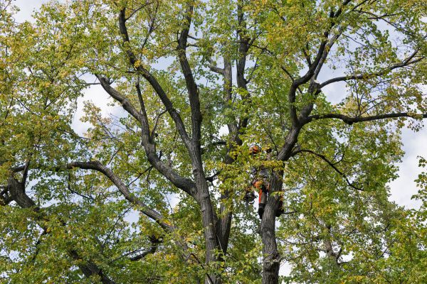 Cost of Tree Crown Shaping in Oviedo