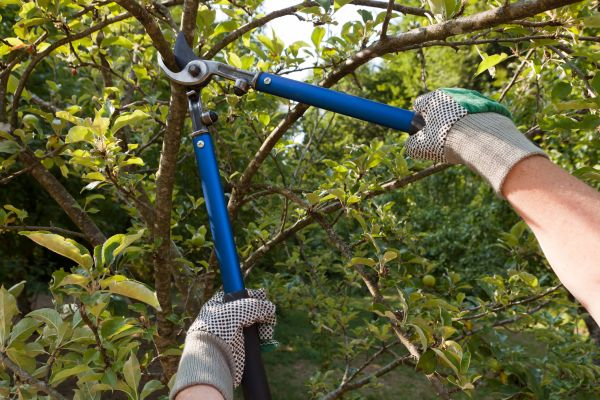 Cost of Residential Tree Pruning in Oviedo