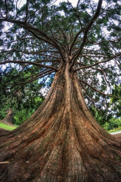 Cost of Cedar Tree Pruning in Oviedo