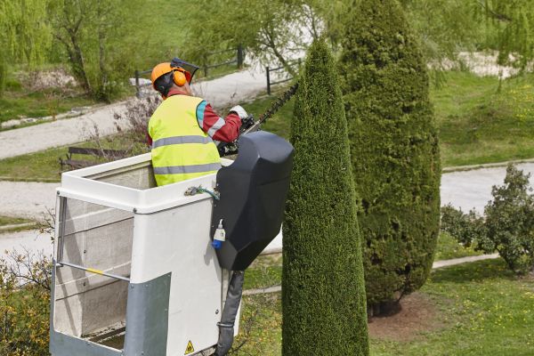 Cost of Cypress Tree Pruning in Oviedo