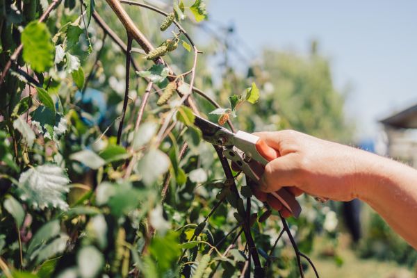 Cost of Birch Tree Pruning in Oviedo