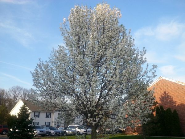 Cost of Bradford Pear Tree Pruning in Oviedo