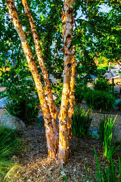 Cost of River Birch Trimming in Oviedo