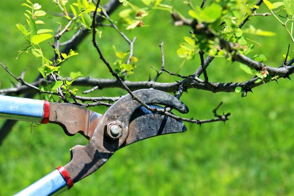 Cost of Branches Pruning in Oviedo