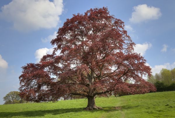 Cost of Beech Tree Pruning in Oviedo