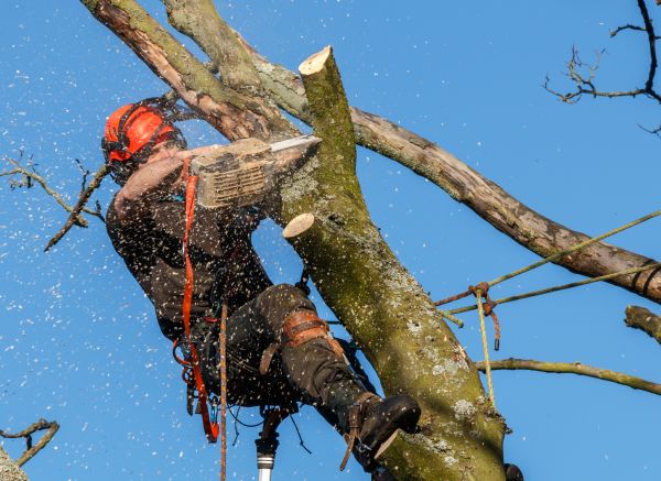 Tree Trimming Service in Oviedo
