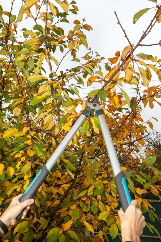 Branches Pruning
