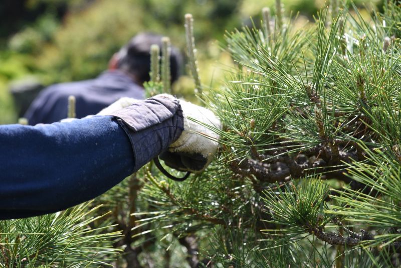 Cedar Tree Pruning