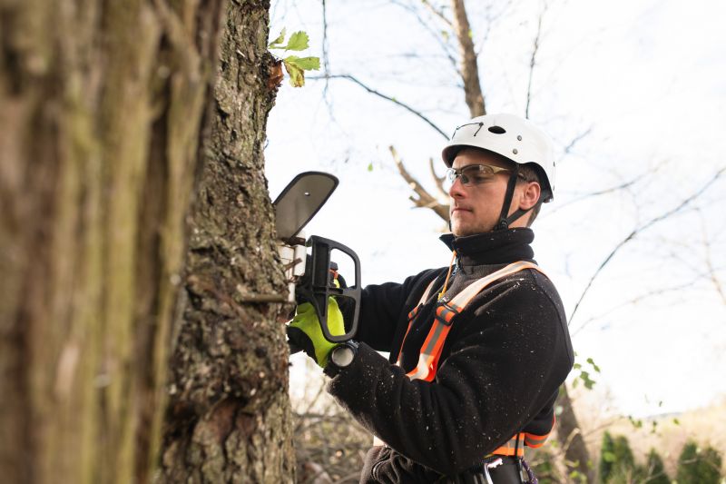 Arborist at Work