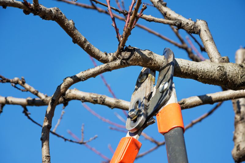 Pruned Branches After Trimming