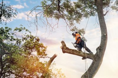 Customized Tree Care Plans